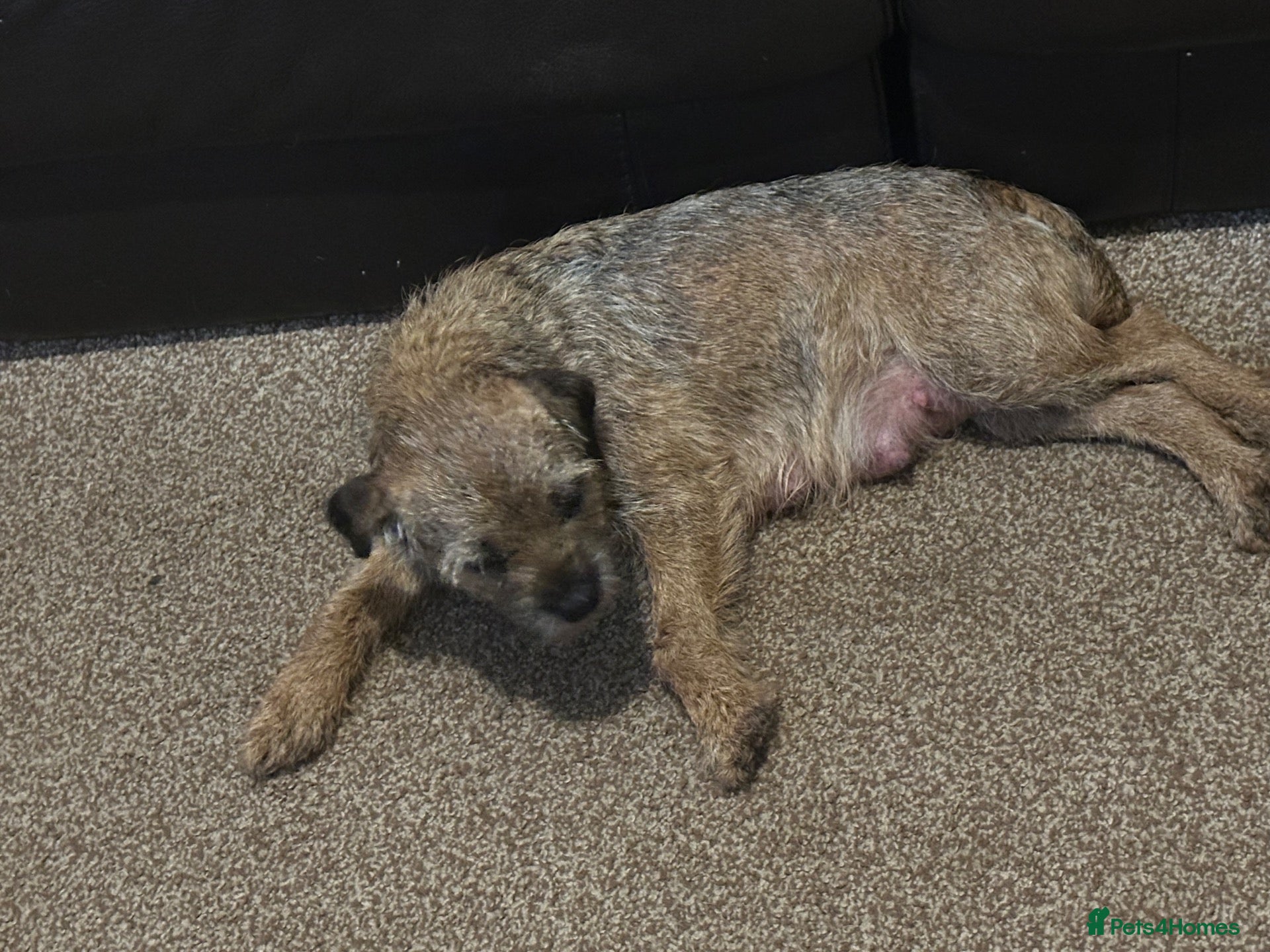 Border Terrier dogs for sale: Boy Border Pup - Advert 6