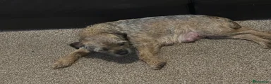 Border Terrier 1