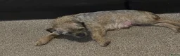 Border Terrier dogs for sale: Boy Border Pup - Advert 2