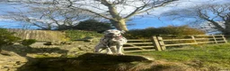 Dalmatian dogs for sale: Dalmatian puppies  in Okehampton - Advert 2