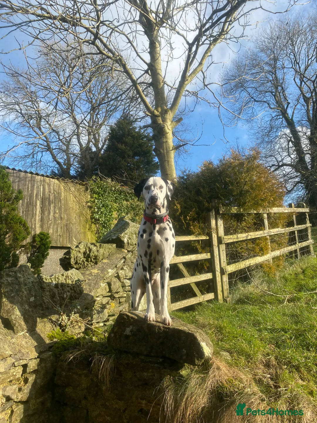 Dalmatian dogs for sale: Dalmatian puppies  in Okehampton - Advert 2