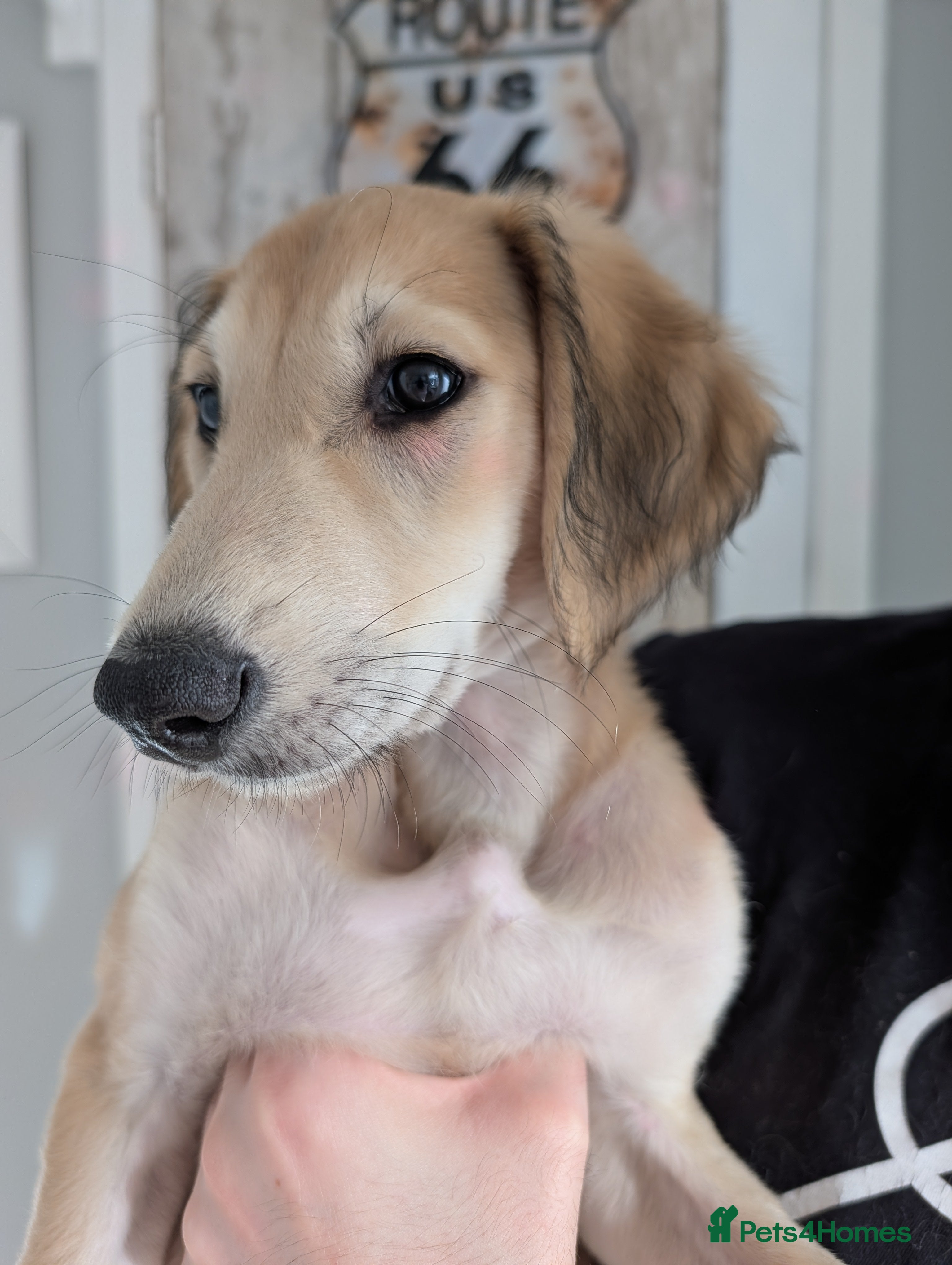 Saluki dogs Stunning Saluki Boy - Advert 2