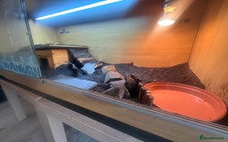 Tortoise reptiles for sale: Horse-field tortoise - BOLTON - Image 2