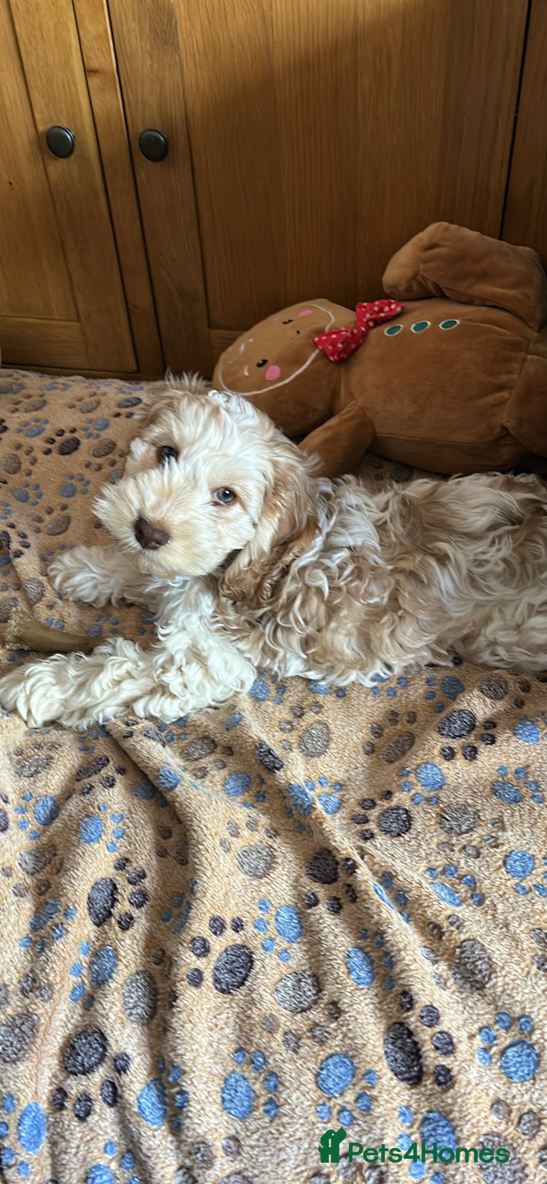 Cockapoo dogs for sale: Fully vaccinated cockapoo puppy  - Image 1