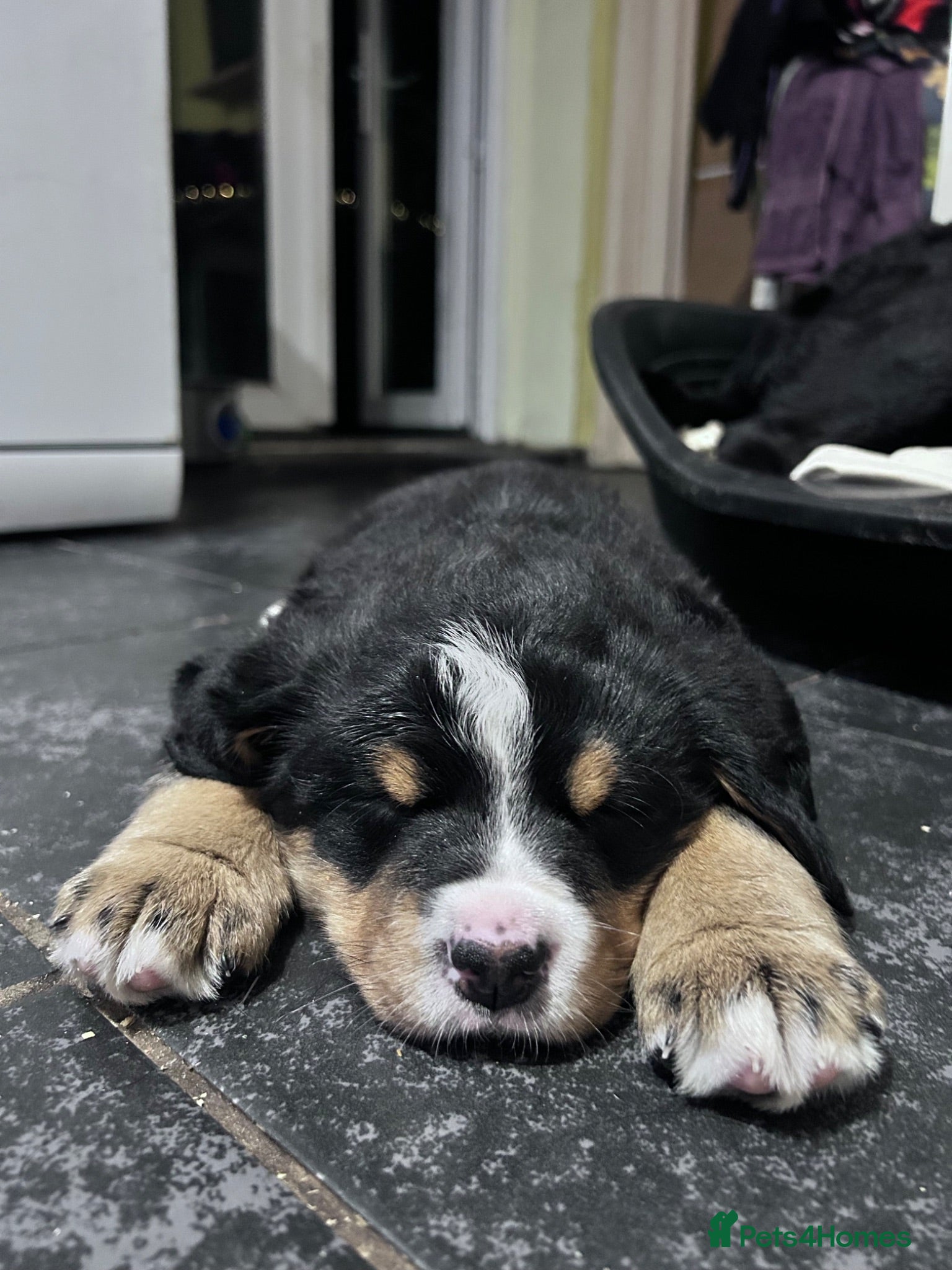 Mixed Breed dogs LABERNESE puppies - Advert 1