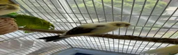 Canaries birds for sale: 3 baby canaries for sale - Advert 5