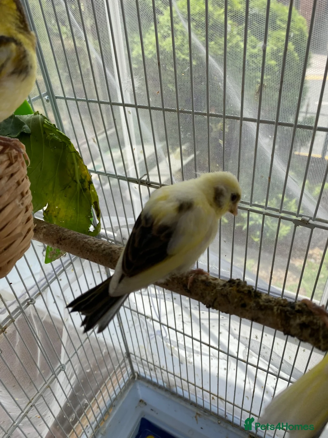 Canaries birds for sale: 3 baby canaries for sale - Advert 5
