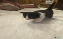 Ragdoll cats for sale: Half ragdoll stunningly marked kittens  - Image 23