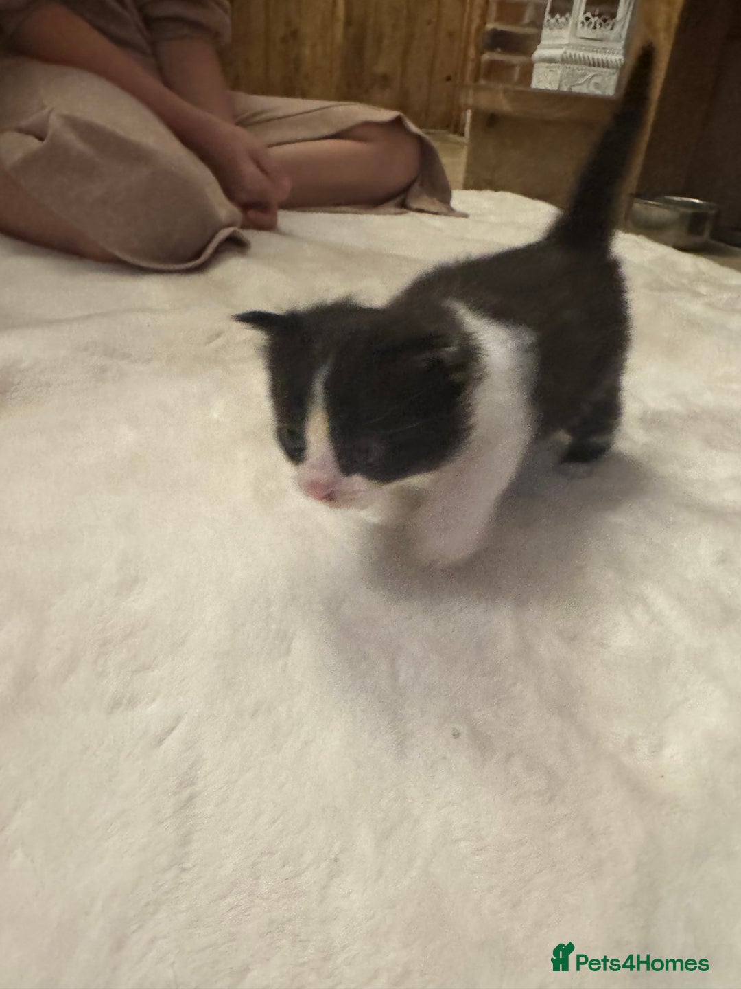 Ragdoll cats for sale: Half ragdoll stunningly marked kittens  - Image 23