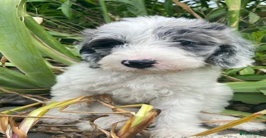 Mixed Breed dogs - Advert 7