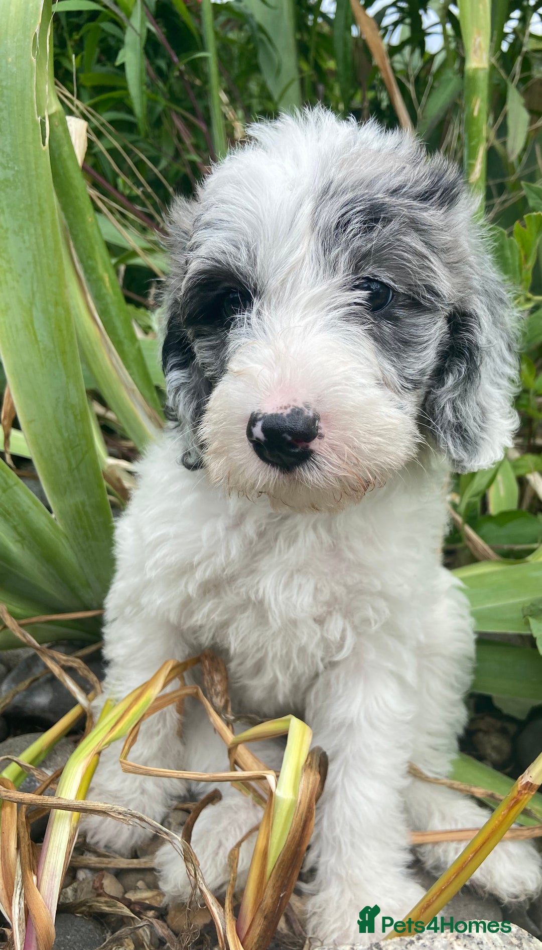 Mixed Breed dogs for sale: Poodle cross - Image 2