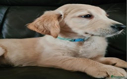 Golden Retriever dogs for sale: Golden Retriever puppies ready to leave us now - Image 1