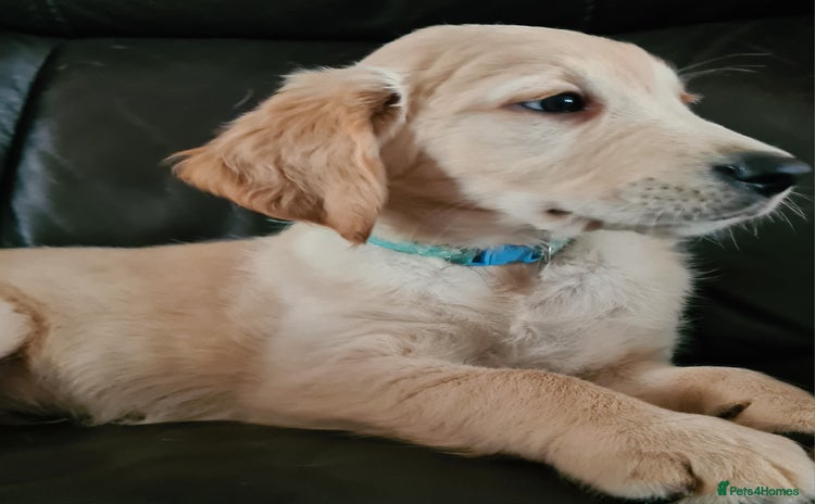 Golden Retriever dogs - Advert 10