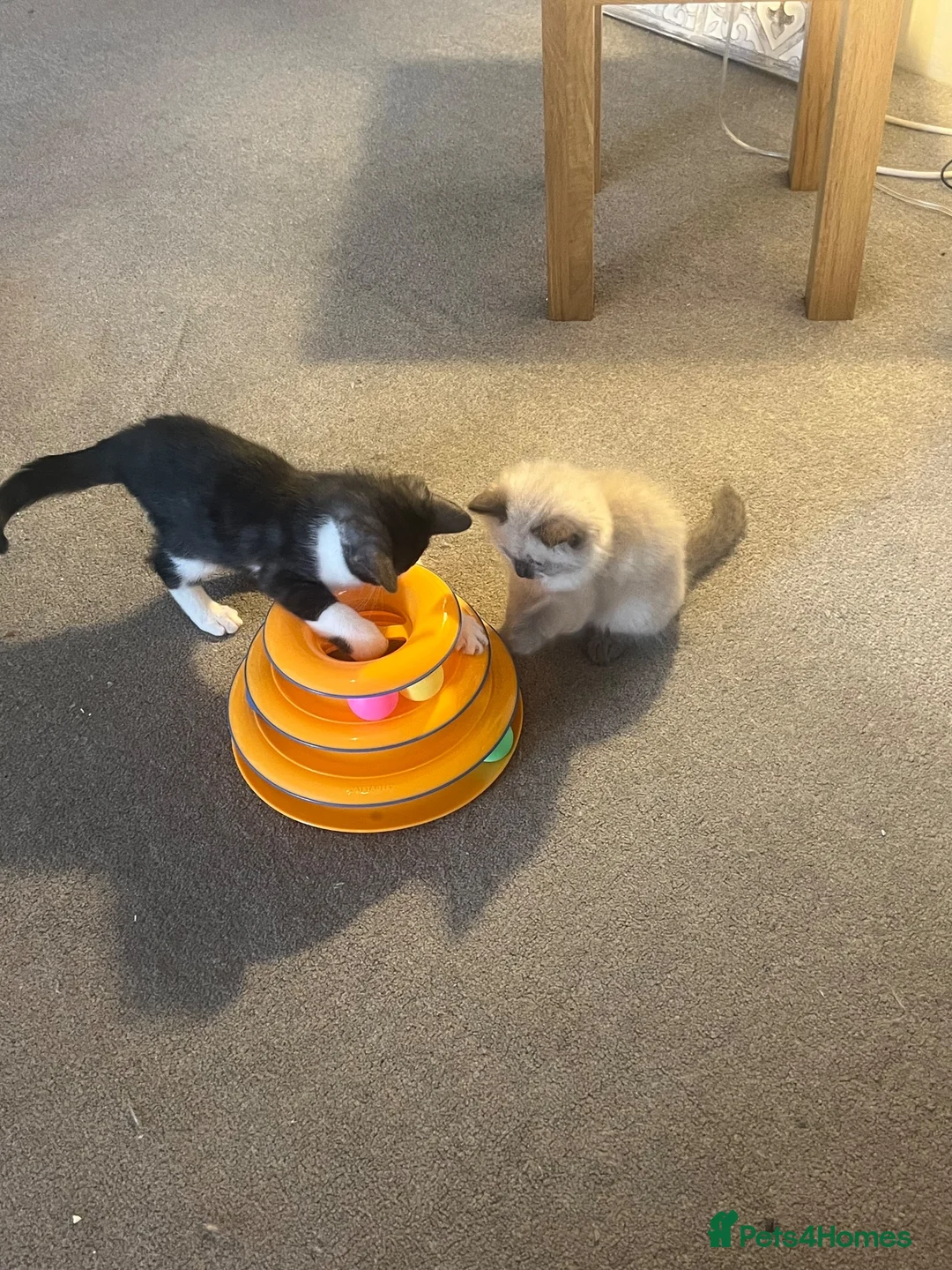 Mixed Breed cats for sale: Maine Coon × Ragdoll Kittens – Ready Now 🐾 - Advert 1