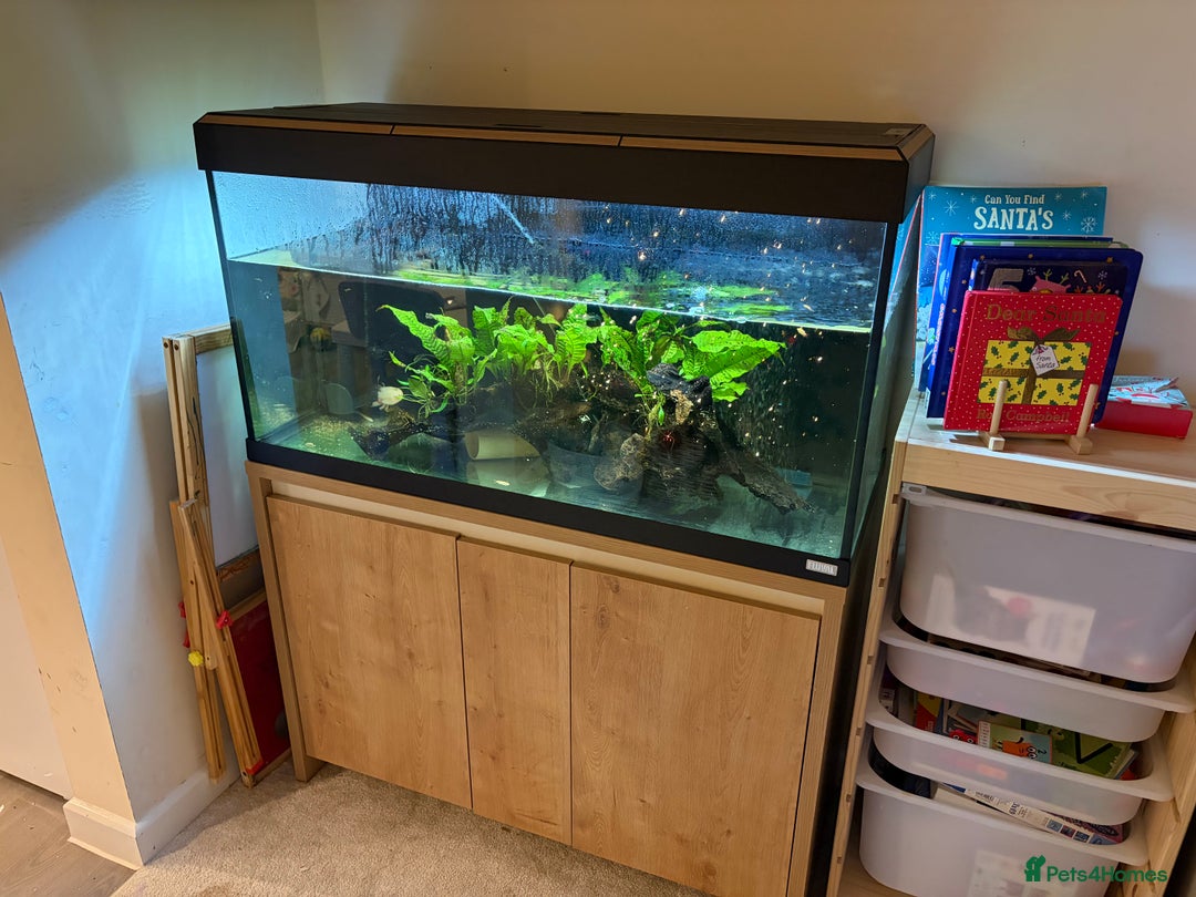 Axolotl reptiles for sale: 2 axolotls and full set up  - Advert 4