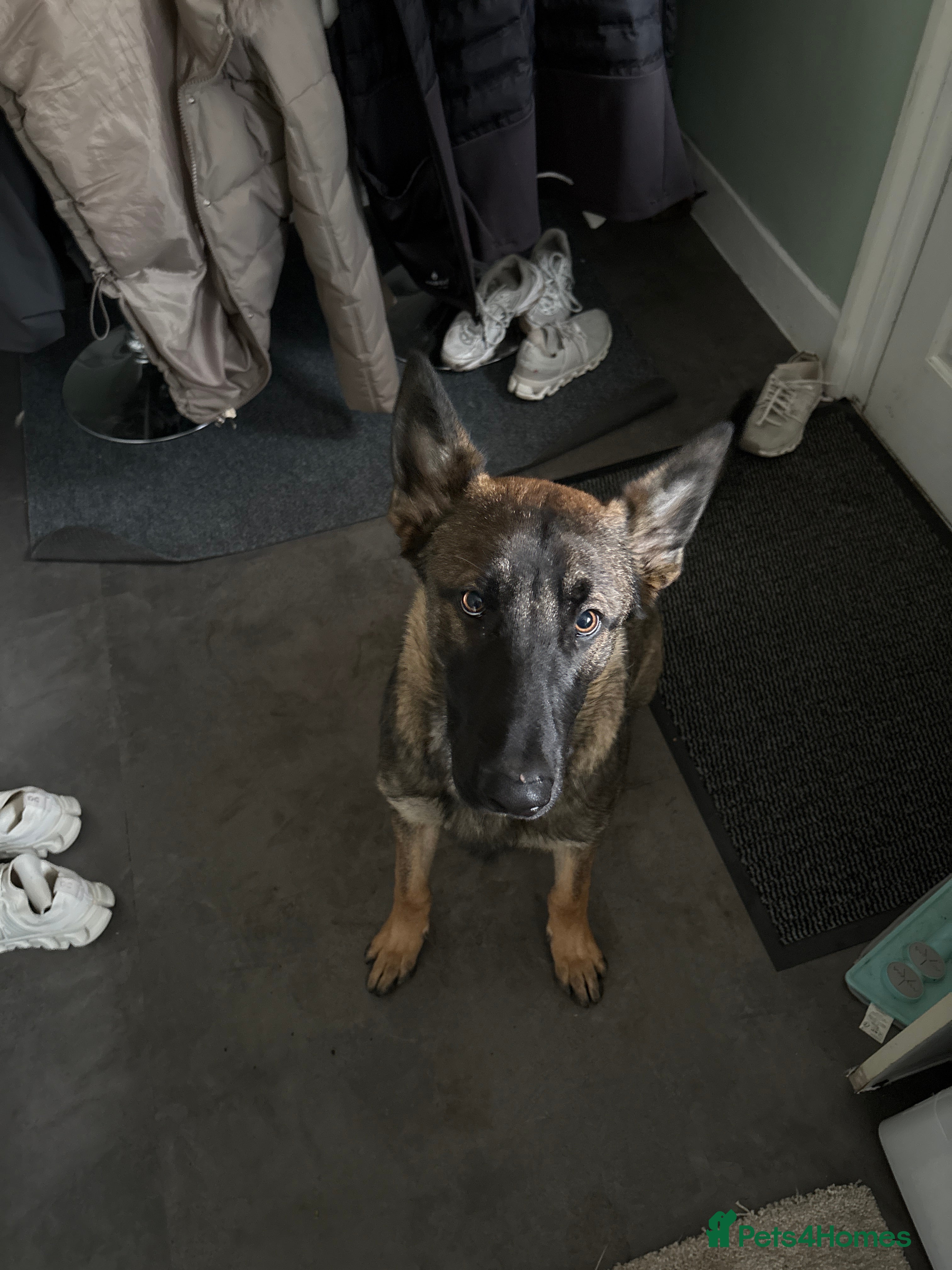 Belgian Shepherd Dog dogs Belgian Mali 9month old for sale - Advert 1