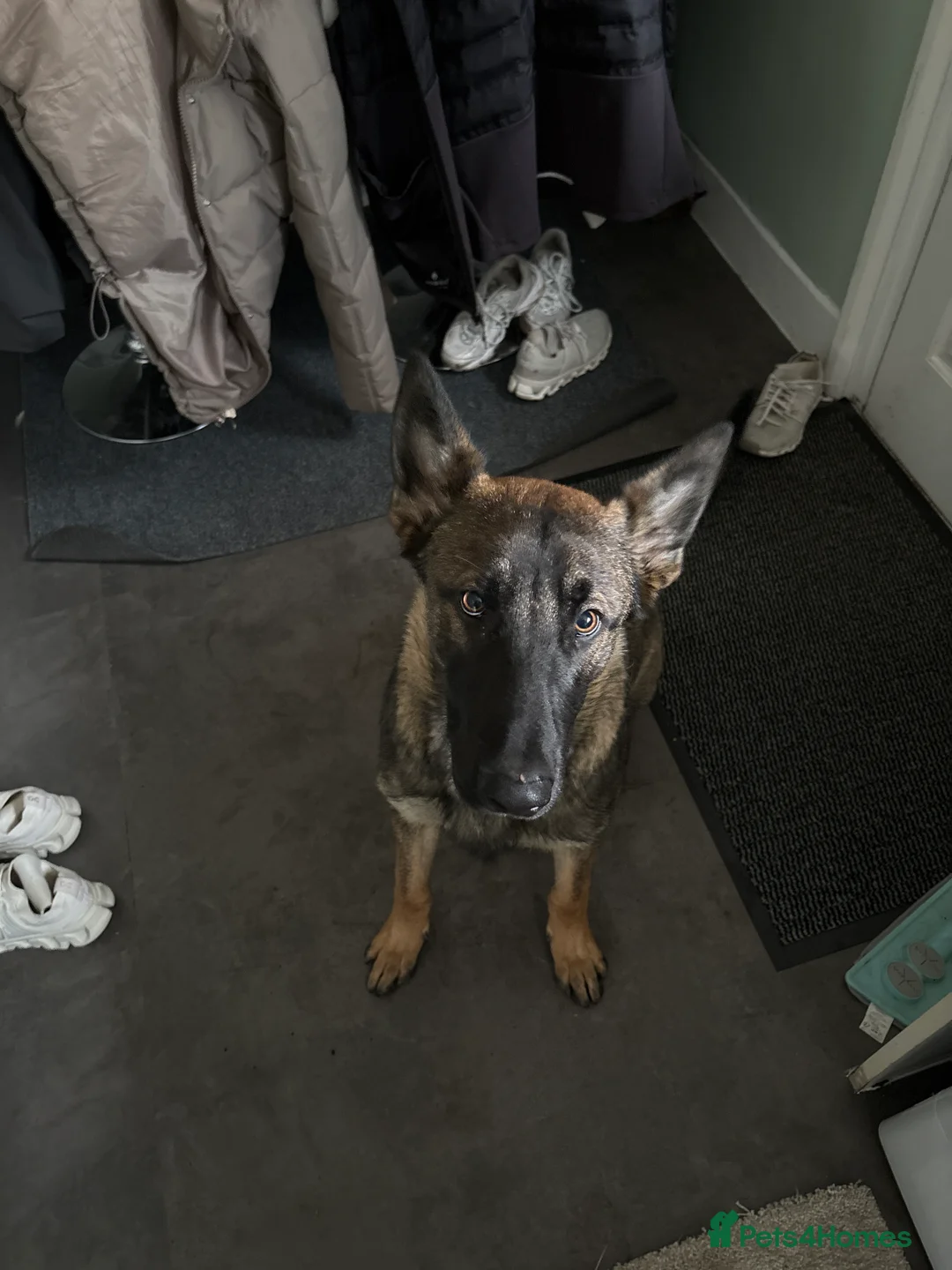 Belgian Shepherd Dog dogs for sale: Belgian Mali 9month old for sale - Advert 1