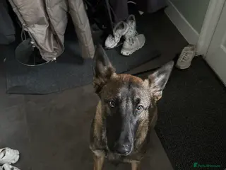 Belgian Shepherd Dog dogs Belgian Mali 9month old for sale - Advert 1