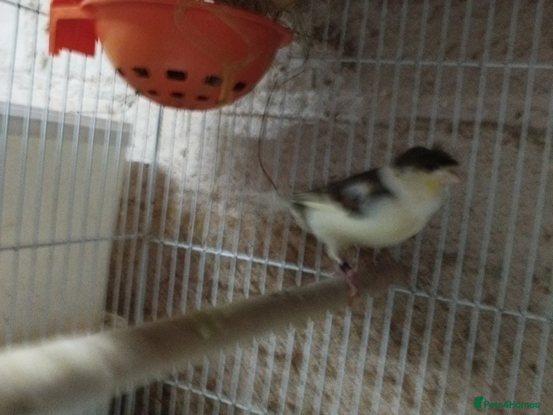 Canaries birds for sale: Canary's, green finch, silver, jarva sparrows  - Advert 6