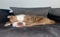 English Bulldog dogs for sale: Bonnie  - Image 7