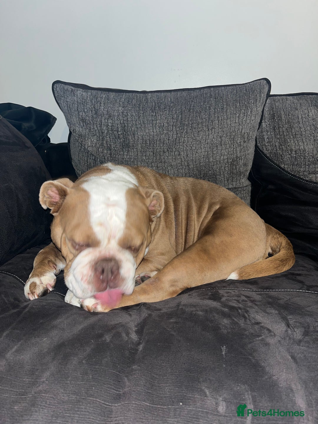 English Bulldog dogs for sale: Bonnie  - Image 7
