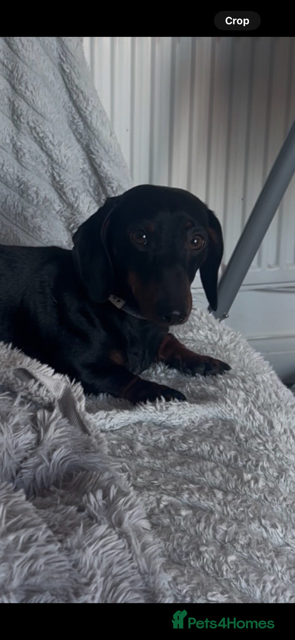 Miniature Dachshund dogs Squirty Bertie Stud Dog  - Advert 13