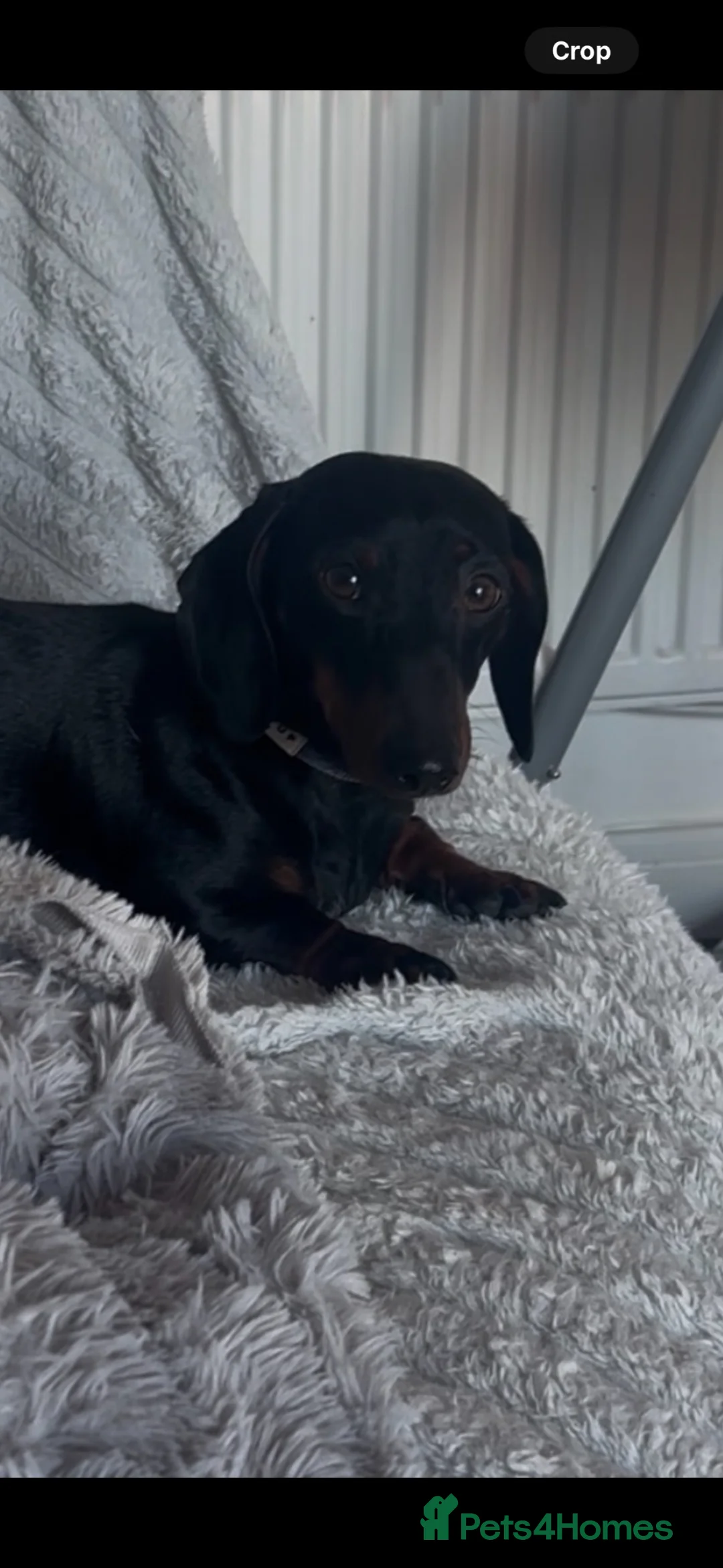 Miniature Dachshund dogs for stud: Squirty Bertie Stud Dog  - Advert 2