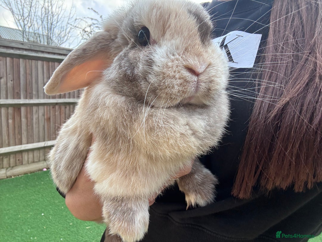 Mini Lop rabbits for sale: Adult Mini Lops Needing Loving Homes - Advert 8