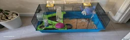 Hamster rodents for sale: Hamster in Manchester - Advert 1