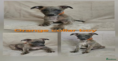 Whippet dogs - Advert 11