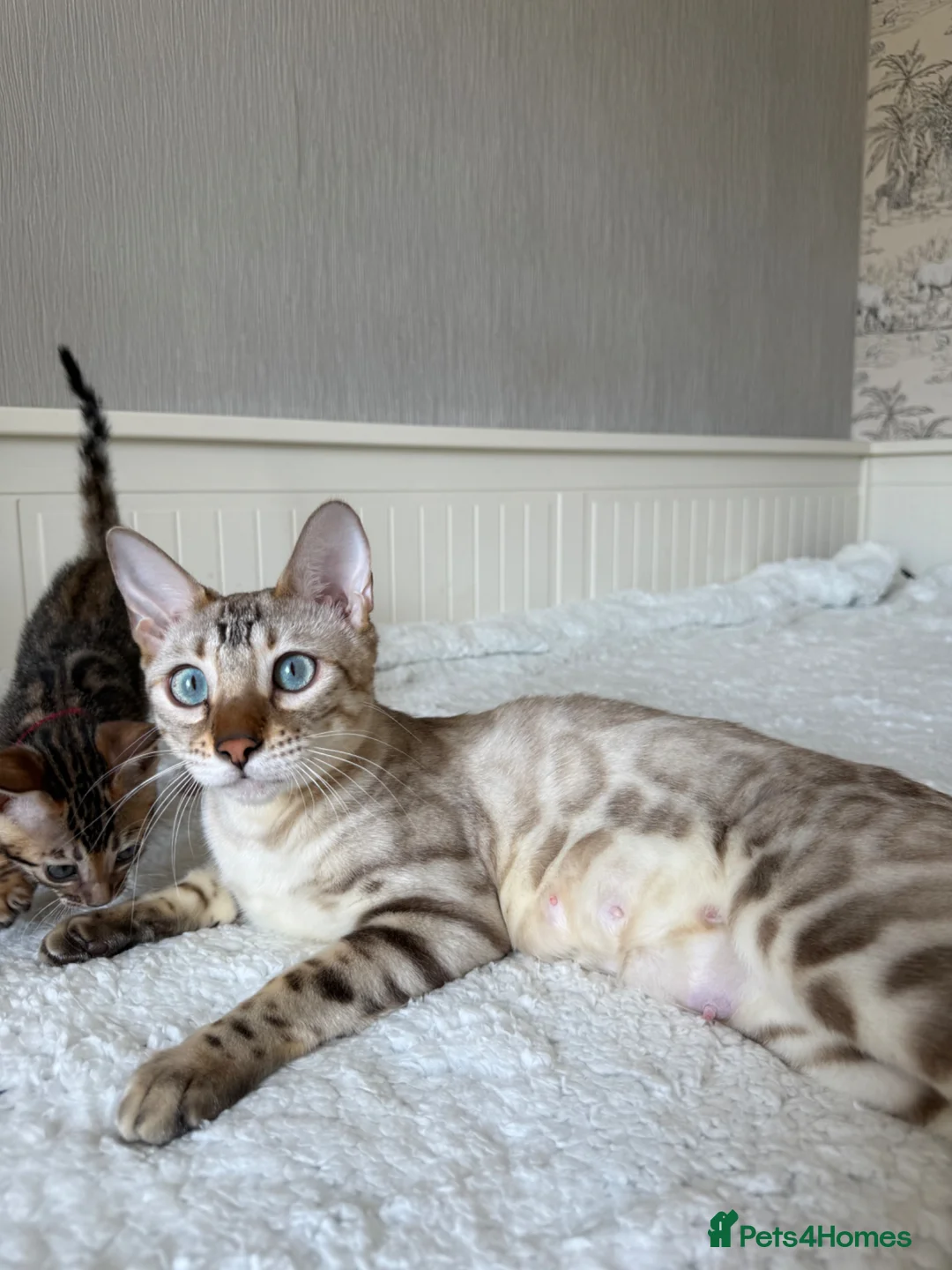 Bengal cats for sale: 🐆Adorable pedigree bengal kittens🐆 - Advert 17