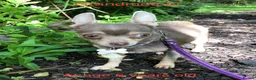 Chihuahua dogs for sale: Long-Haired Precious Tiny Chelsea Chihuahuas  - Advert 14