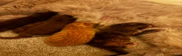 British Shorthair cats for sale: ✨Exceptional British short & longhair kitten's✨ - Advert 11