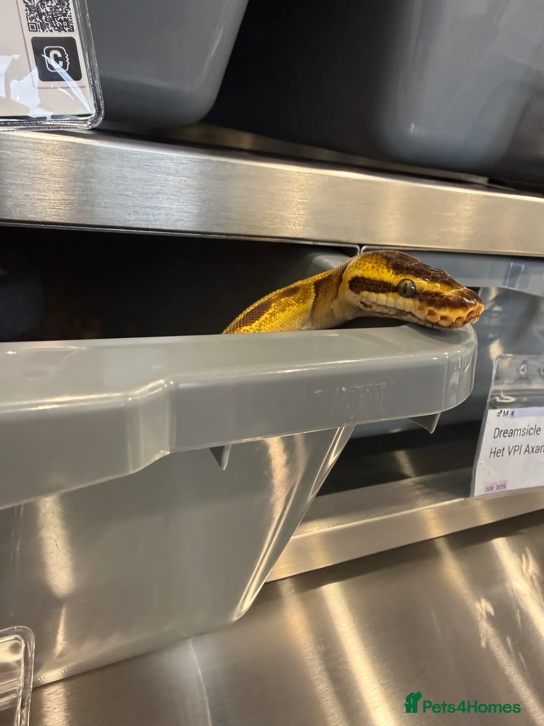 Python Snake reptiles for sale: Super Enchi, Super OD, BH, YB, Dbl Het Lav&Pied - Advert 5
