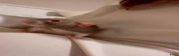 Rat rodents for sale: 2 female dumbo rats and cage - Advert 3