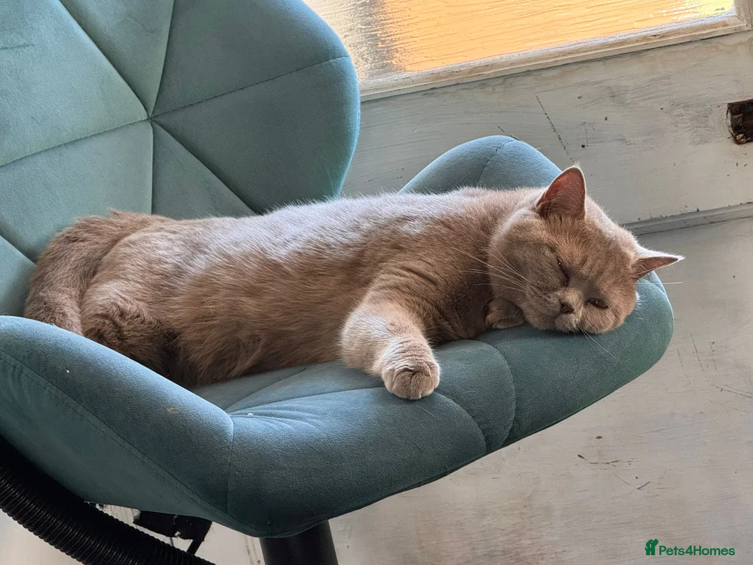 British Shorthair cats for sale: 2 x British Shorthair Kittens  in Brighton - Advert 12
