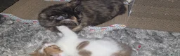 Munchkin cats for sale: Munchkin kittens - Advert 11