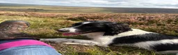 English Springer Spaniel dogs for sale: Beautiful boys - Advert 1