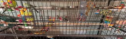 Budgerigars birds for sale: 2 budges plus cage  in Bristol - Advert 8