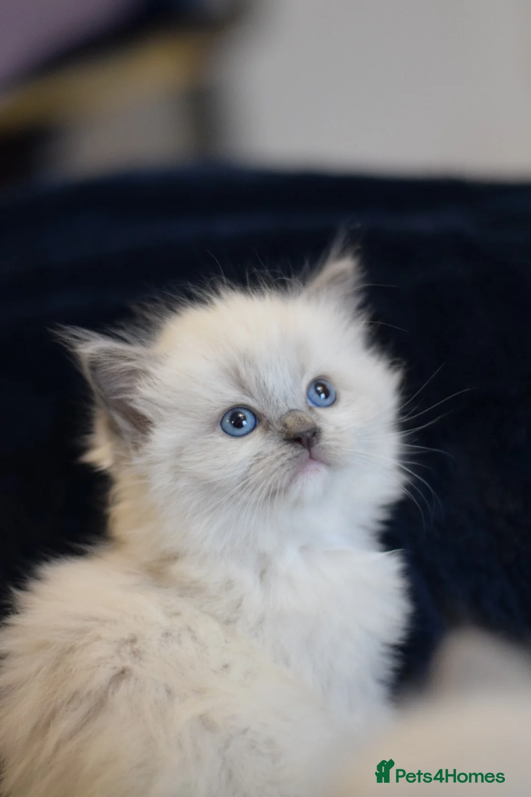 Ragdoll cats for sale: Adorable Ragdoll Kittens Looking for Forever Homes - Advert 3