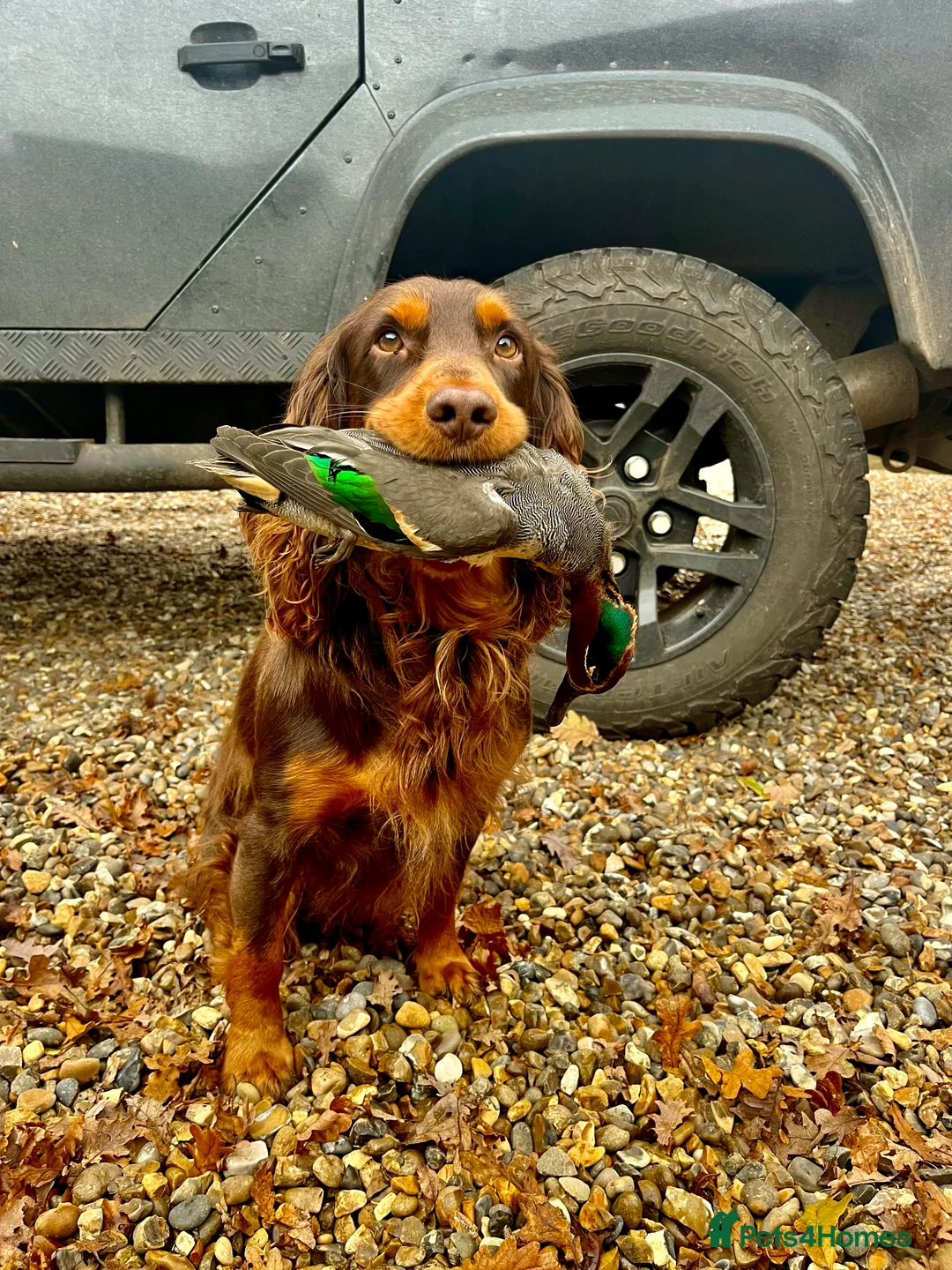 Cocker Spaniel dogs for stud: Well proven working cocker spaniel stud in Diss - Advert 6