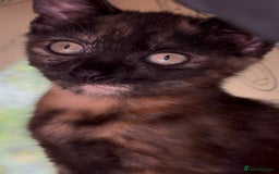 Mixed Breed cats for sale: Beautiful Kittens – One Grey Boy & Two girls - Image 4