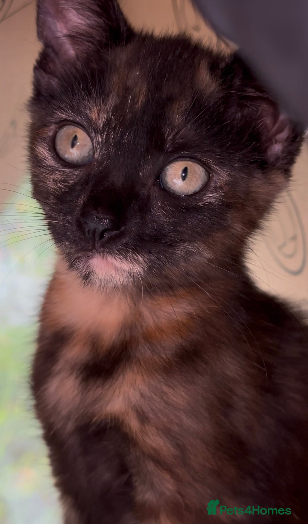 Mixed Breed cats for sale: Beautiful Kittens – One Grey Boy & Two girls - Image 4