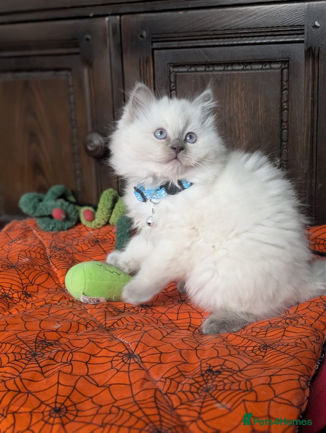 Ragdoll cats for sale: **Stunning litter of 4 ragdoll kittens** - Advert 15