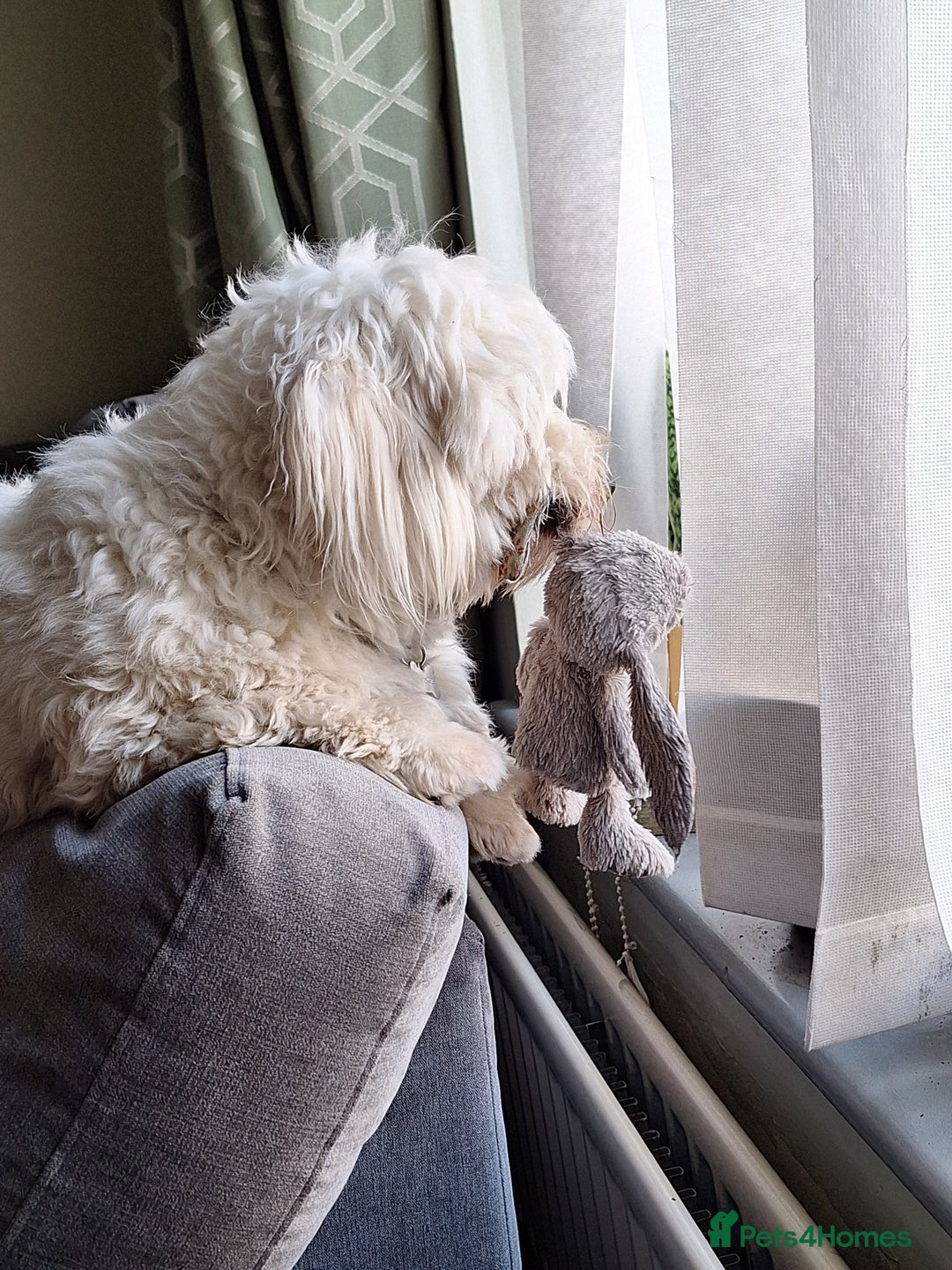 Coton De Tulear dogs for stud: Stud coton de tulear - Advert 6