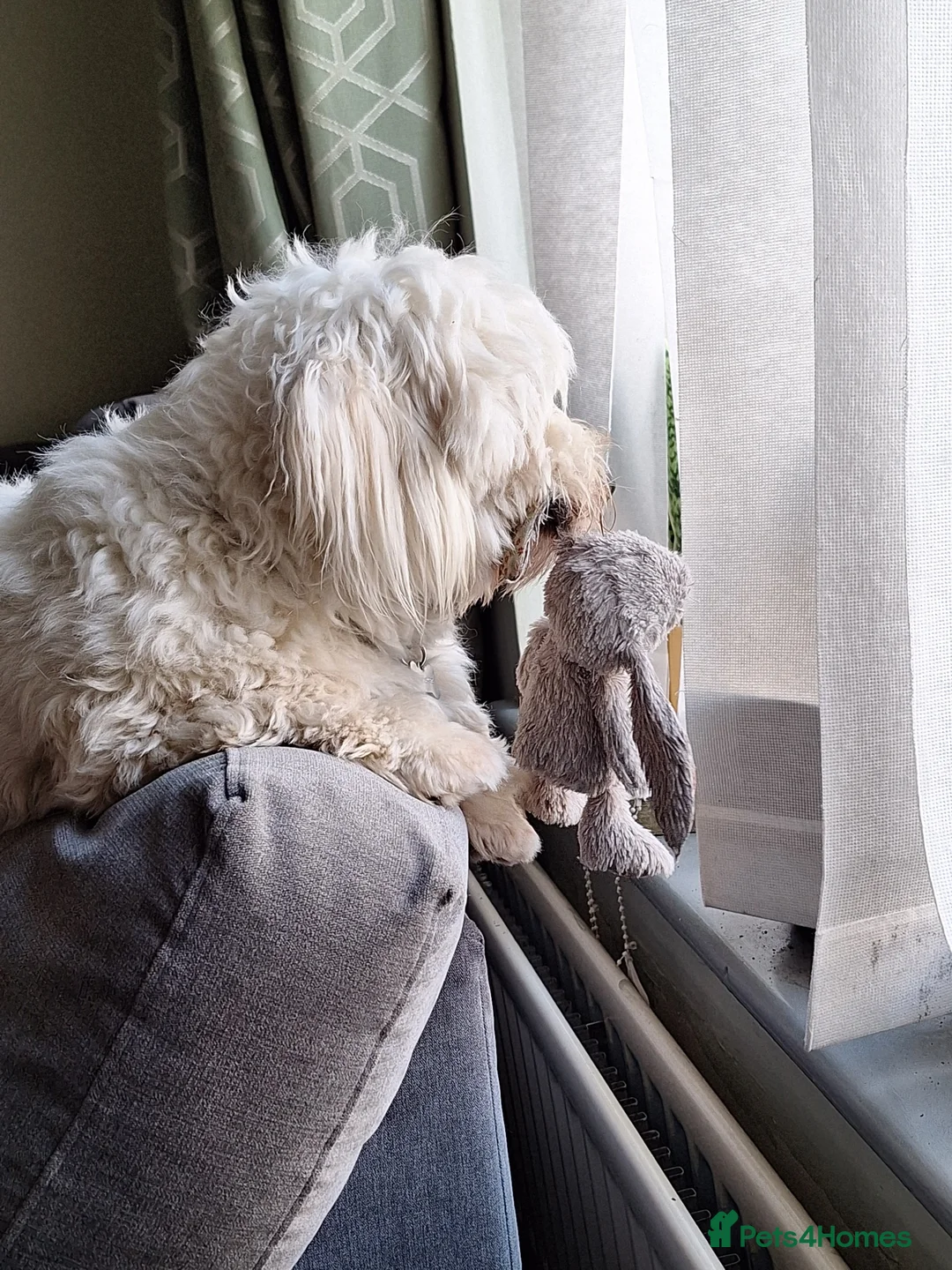 Coton De Tulear dogs for stud: Stud coton de tulear KC REGISTERED - Advert 6