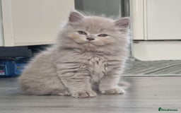 British Shorthair cats for sale: British shorthair kittens  - Image 9
