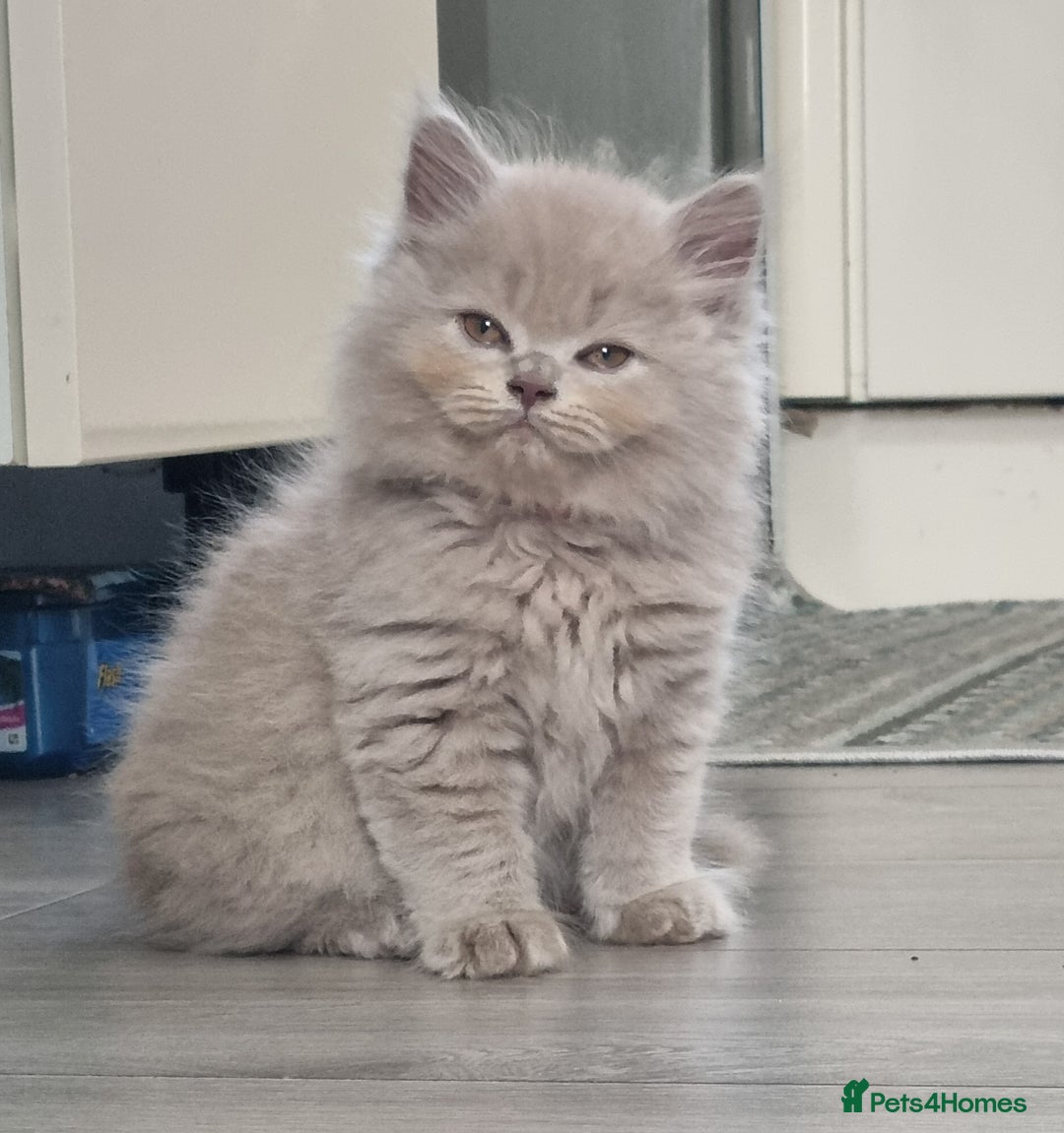 British Shorthair cats for sale: British shorthair kittens  - Image 9
