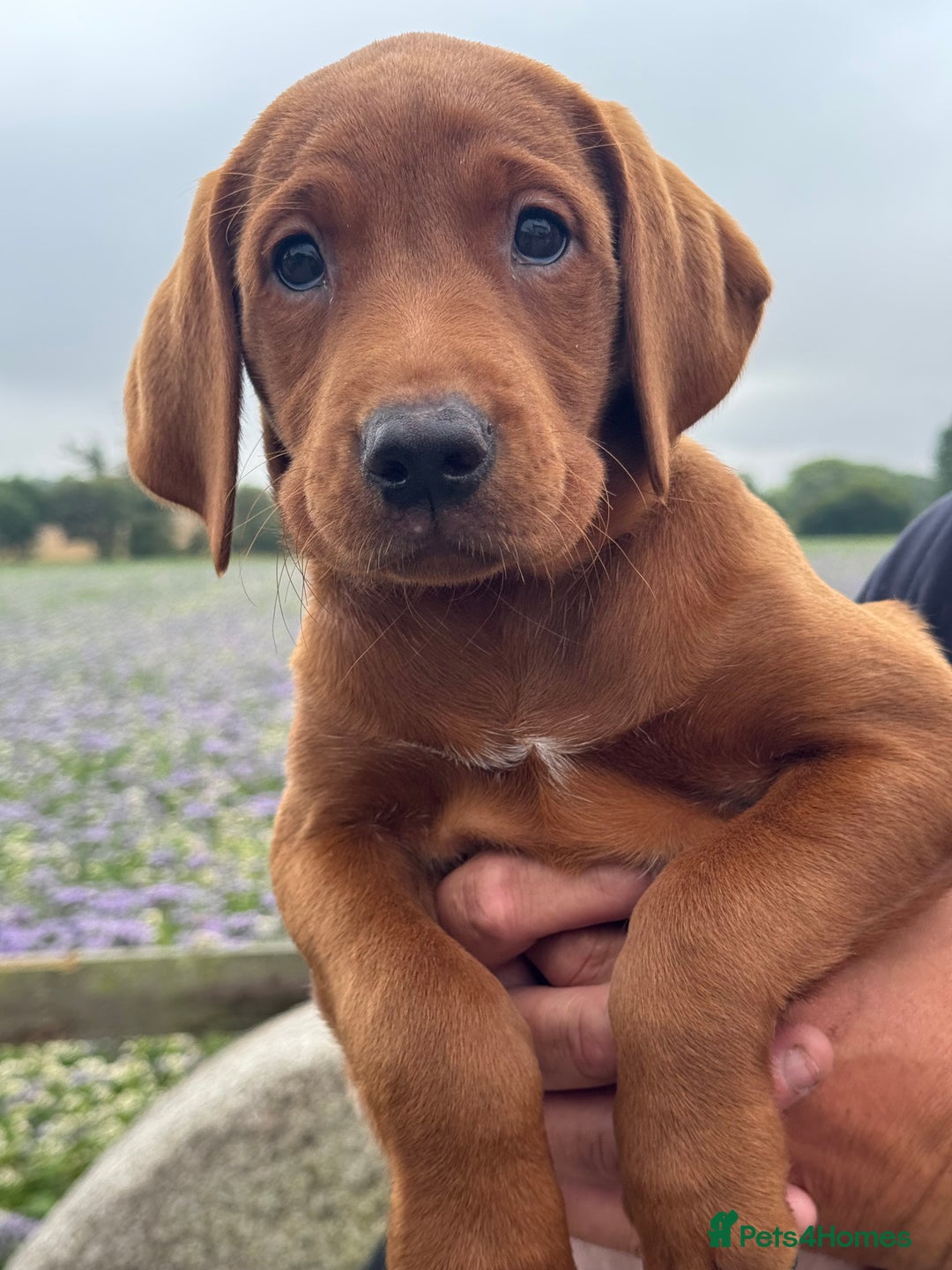 Labrador Retriever dogs for sale: Ready to leave - Exceptional Fox Red Labradors  - Image 7