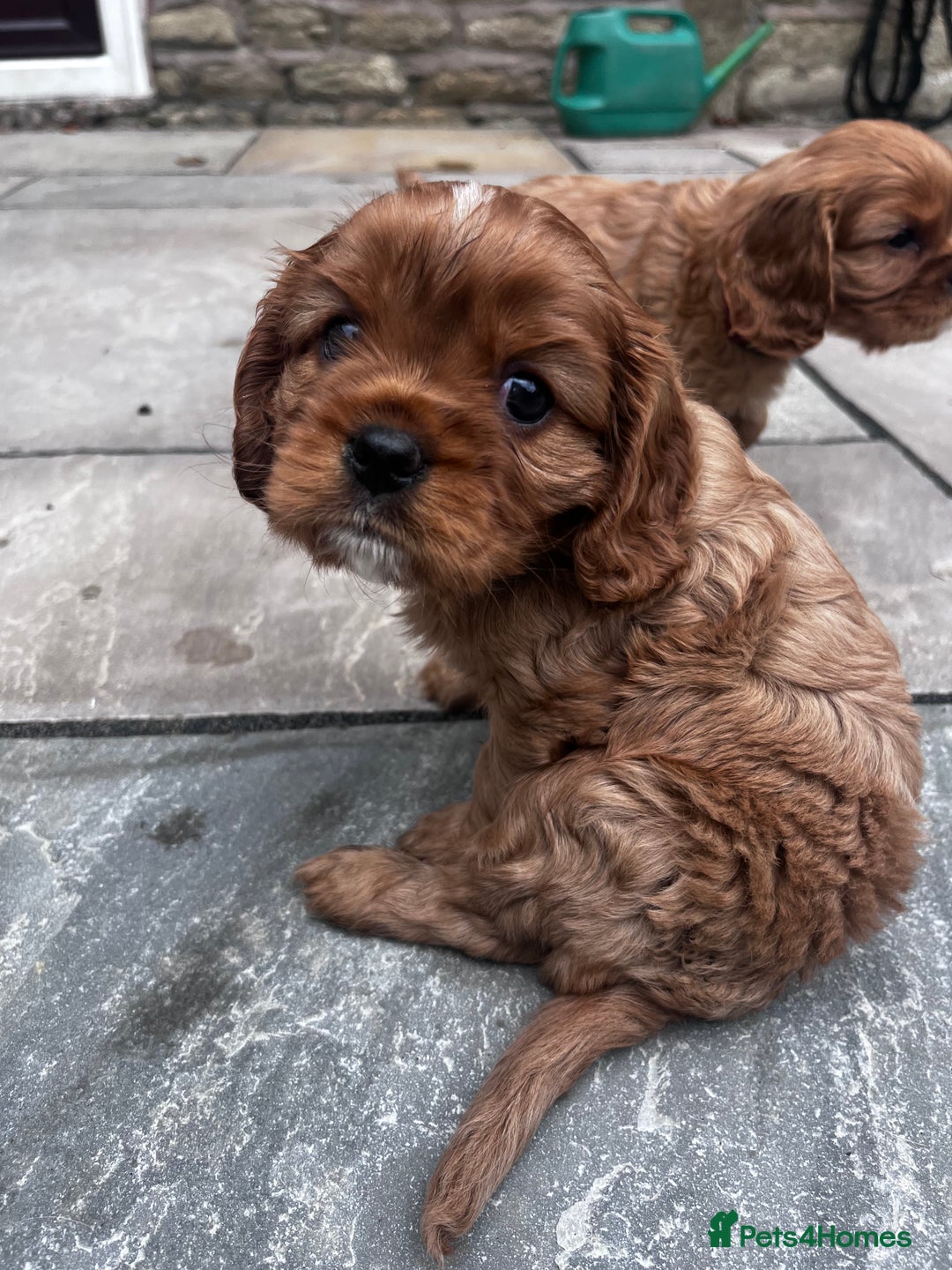 Cavalier King Charles Spaniel dogs for sale: KC registered and DNA clear cavaliers - Image 5